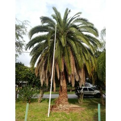 Canary Island Date Palm 18' CT